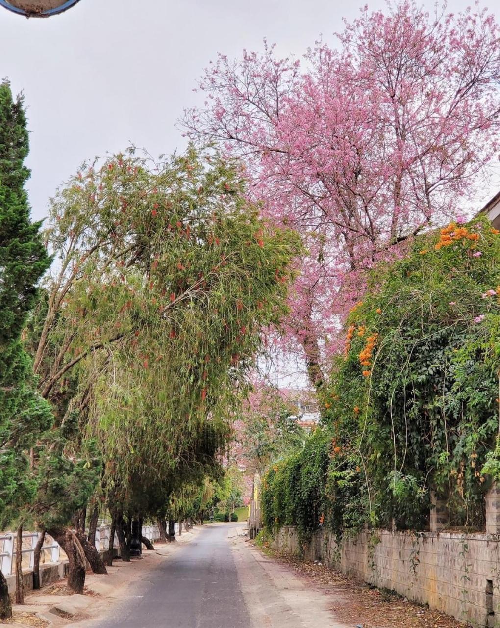 Cali Nguyen Daire Da Lat Dış mekan fotoğraf