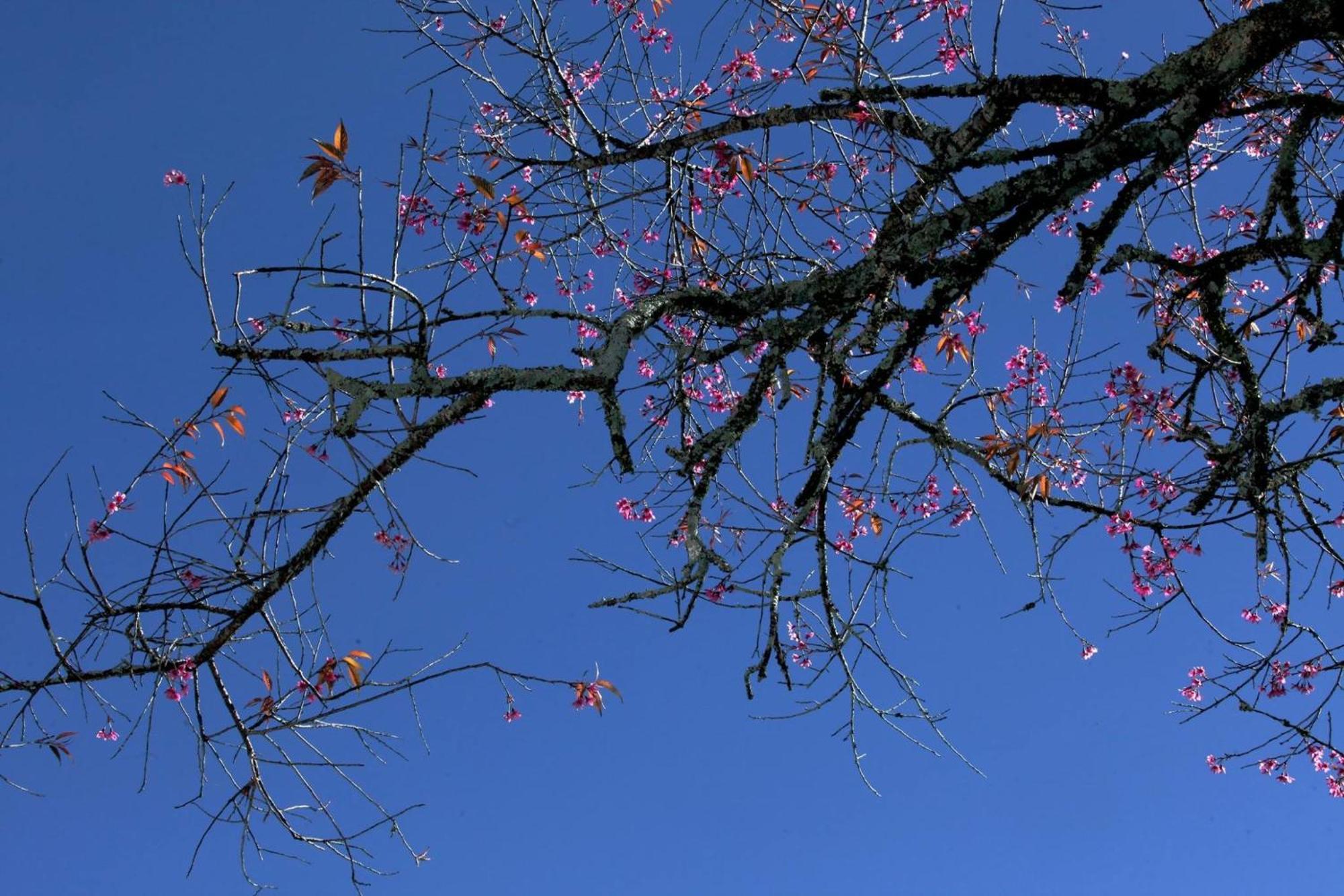 Cali Nguyen Daire Da Lat Dış mekan fotoğraf