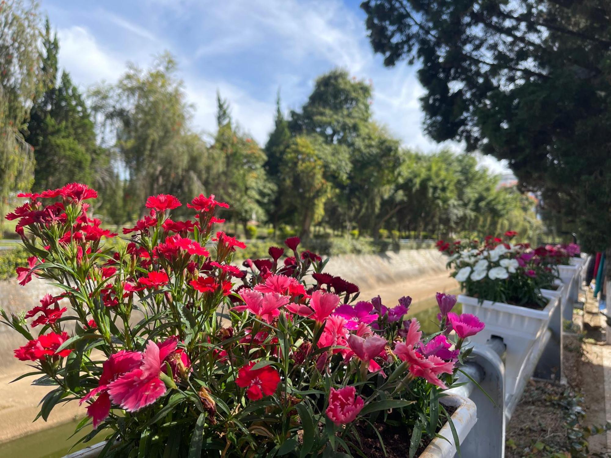 Cali Nguyen Daire Da Lat Dış mekan fotoğraf